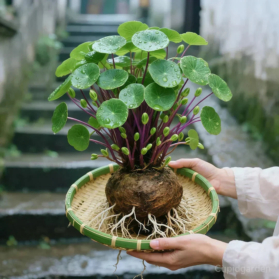 Stephania Erecta Kamerplant - Onderhoudsvriendelijke Sierplant met Uniek Caudex voor Woonkamer, Kantoor of Vensterbank