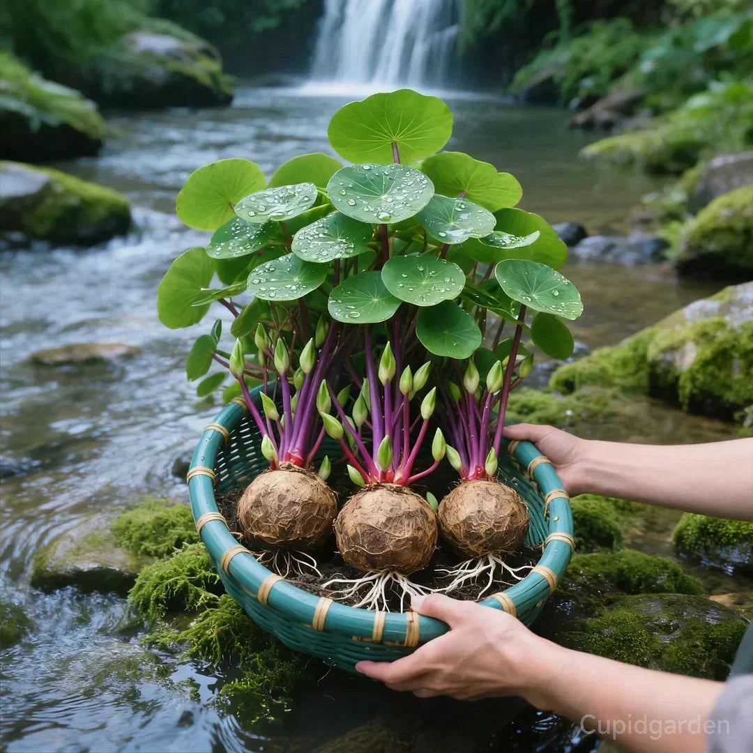 Stephania Erecta Kamerplant - Onderhoudsvriendelijke Sierplant met Uniek Caudex voor Woonkamer, Kantoor of Vensterbank