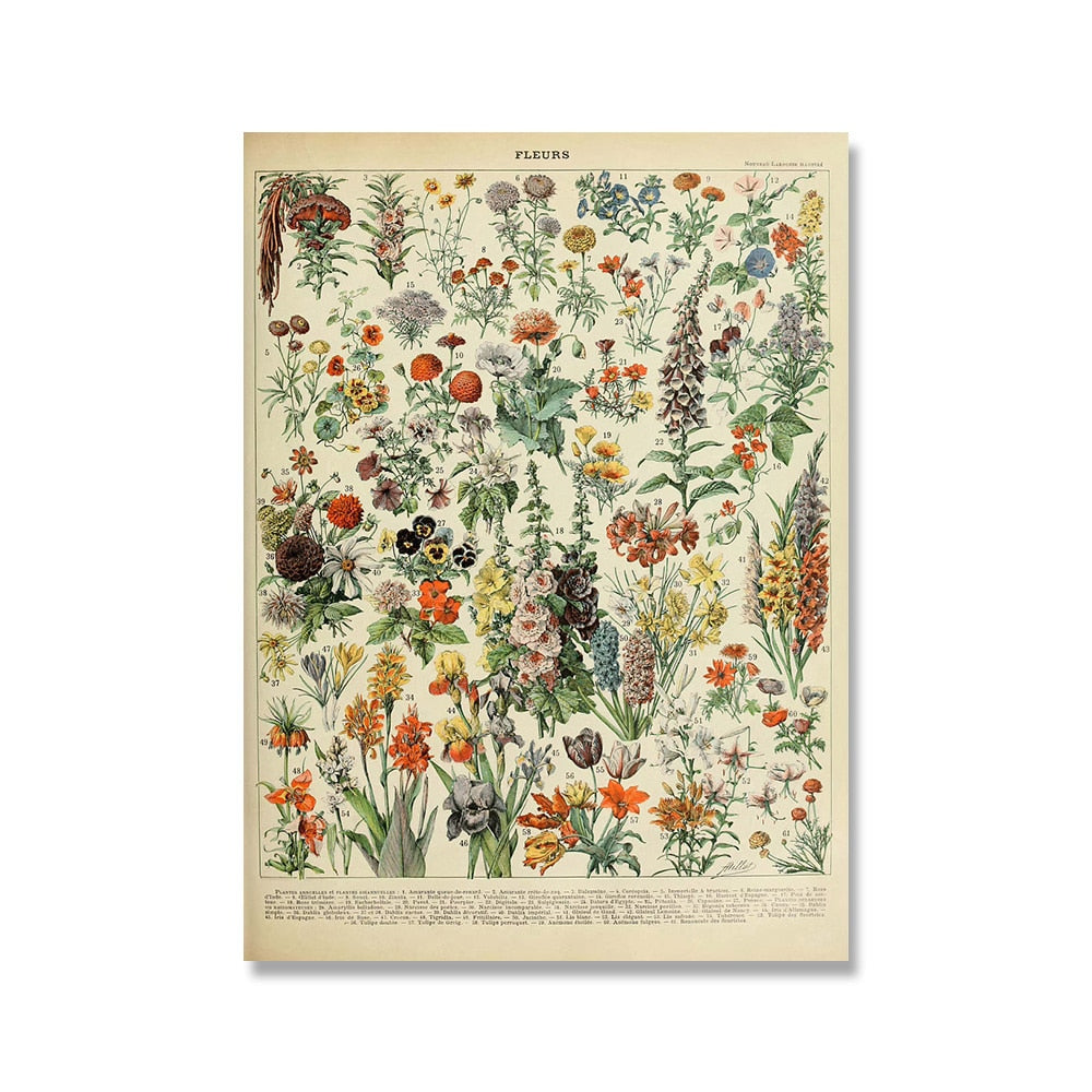 Vintage Botanische Prints Canvas Collectie - Klassieke Plantentekeningen Wanddecoratie