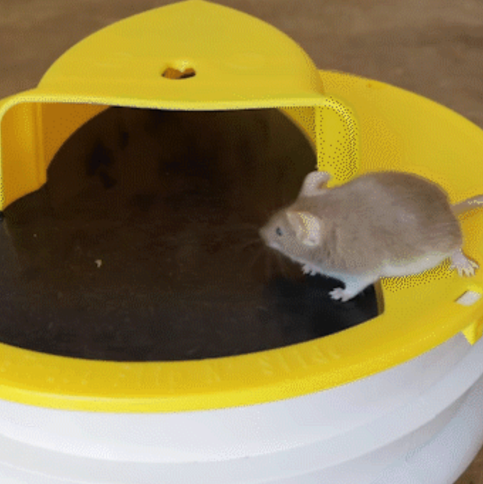 Emmerval voor Muizen en Ratten Herbruikbaar Diervriendelijk met Oplopende Plank Instructies Ongediertebestrijding