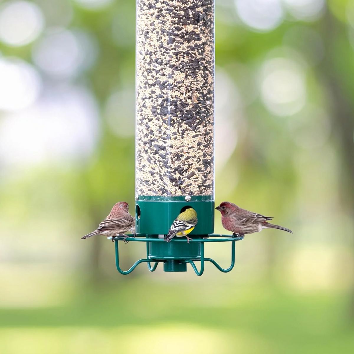 Vogelvoederstation met Roterende Zitrand en Vier Voederpoorten voor Wilde Vogels Tuinvogels Buitenvogels