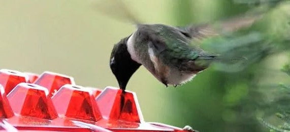 Kolibri Voederstation Hangend 350ml Mierenwering 30 Voedingspoorten Diamantvormige Openingen Tuindecoratie