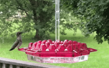 Kolibrivoederbak voor Buiten met Mierenafweer 30 Voedingsopeningen Hangend Vogelvoeder Tuindecoratie
