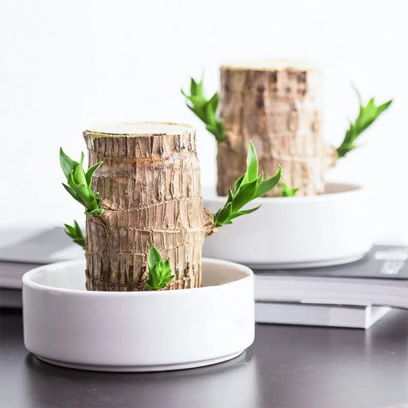 Decoratieve Kamerplant voor Luchtzuivering & Rustgevende Sfeer