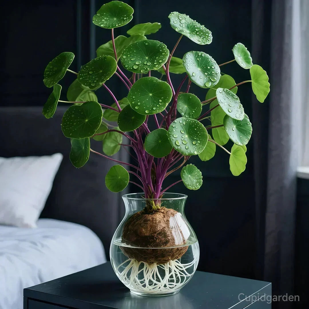 Stephania Erecta Kamerplant - Onderhoudsvriendelijke Sierplant met Uniek Caudex voor Woonkamer, Kantoor of Vensterbank