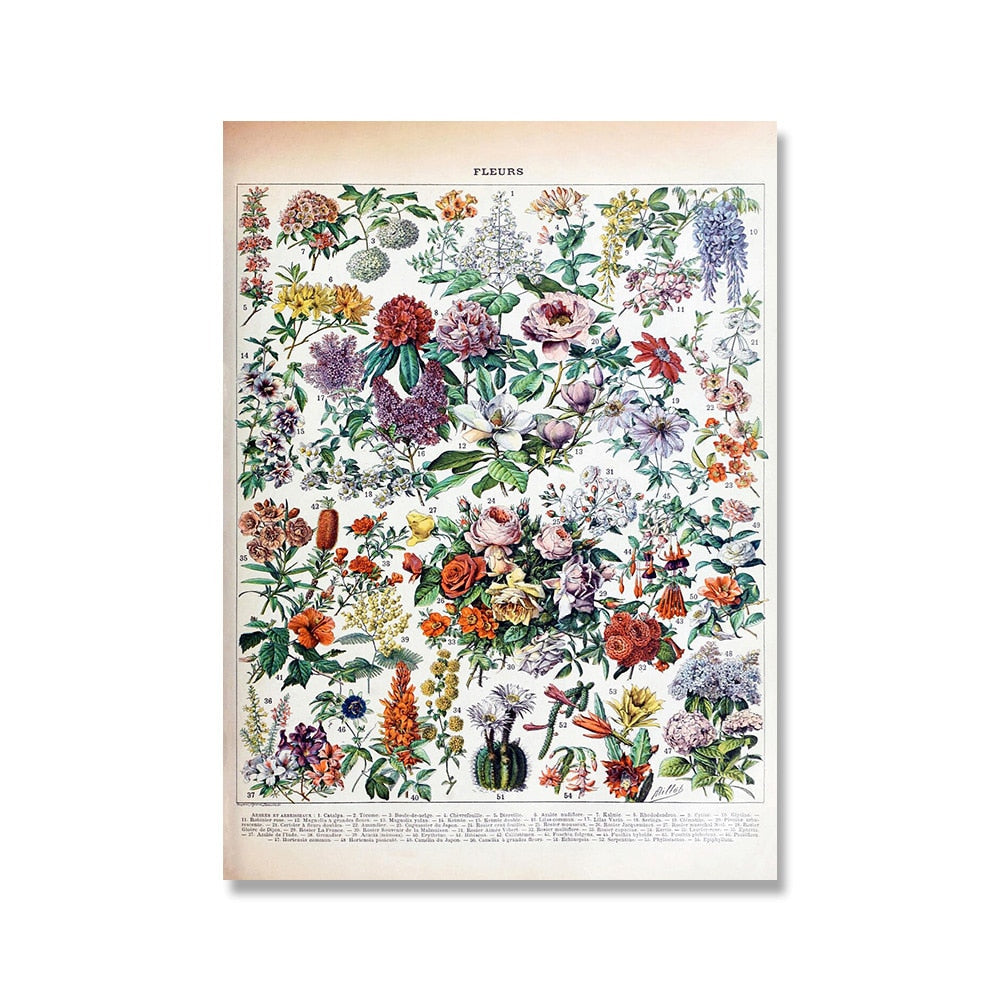 Vintage Botanische Prints Canvas Collectie - Klassieke Plantentekeningen Wanddecoratie
