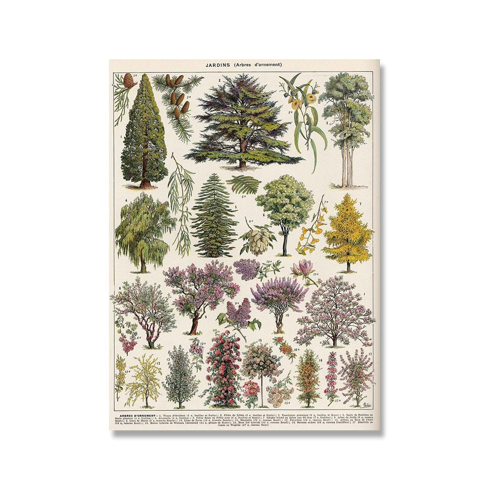 Vintage Botanische Prints Canvas Collectie - Klassieke Plantentekeningen Wanddecoratie