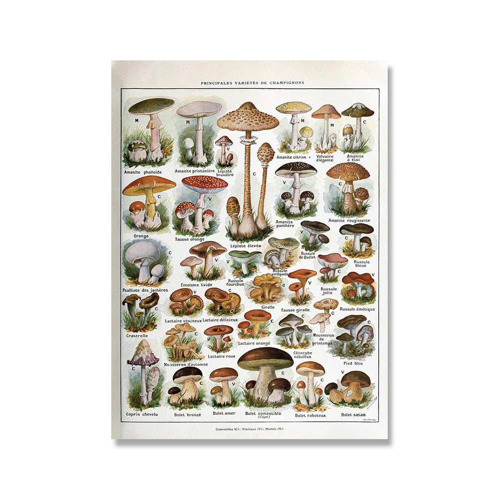 Vintage Botanische Prints Canvas Collectie - Klassieke Plantentekeningen Wanddecoratie