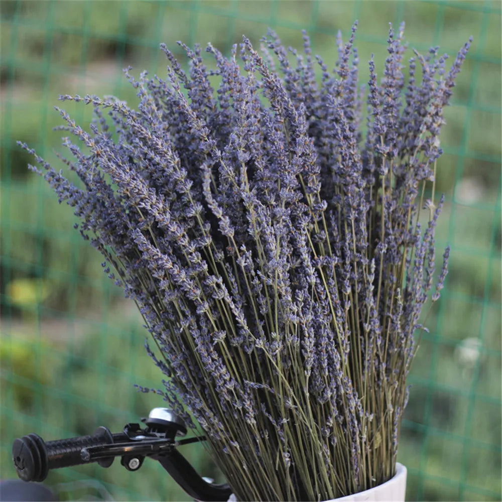 Gedroogde Lavendelbundel Natuurlijk 40cm Geurig Decoratief Paars Boeket voor Interieur en Aromatherapie