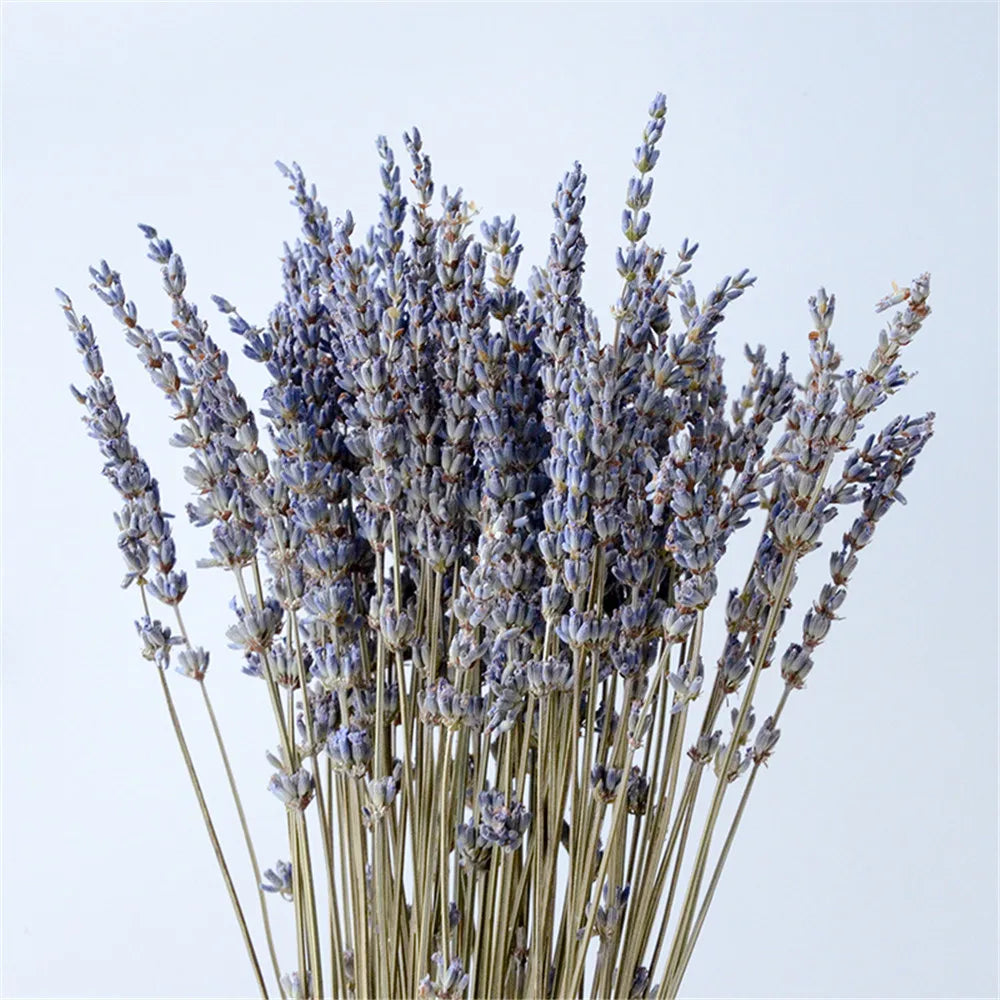 Gedroogde Lavendel Bundel Natuurlijk Paars 40cm Decoratief Interieur Aromatisch Rustgevend
