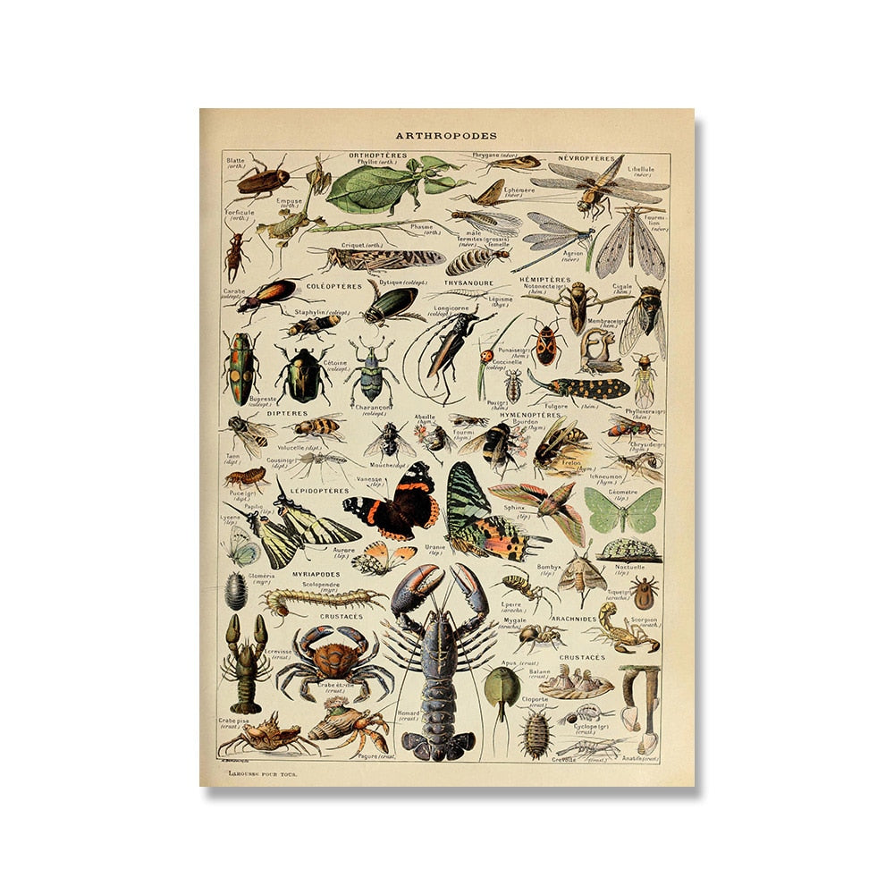 Vintage Botanische Prints Canvas Collectie - Klassieke Plantentekeningen Wanddecoratie