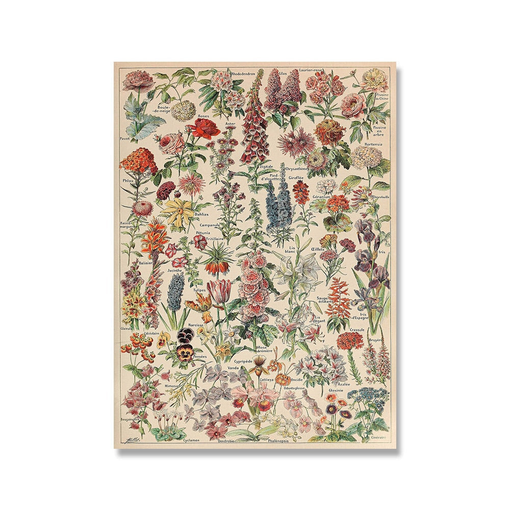 Vintage Botanische Prints Canvas Collectie - Klassieke Plantentekeningen Wanddecoratie