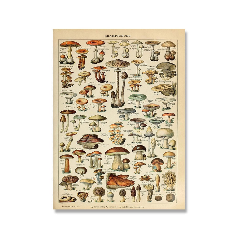 Vintage Botanische Prints Canvas Collectie - Klassieke Plantentekeningen Wanddecoratie