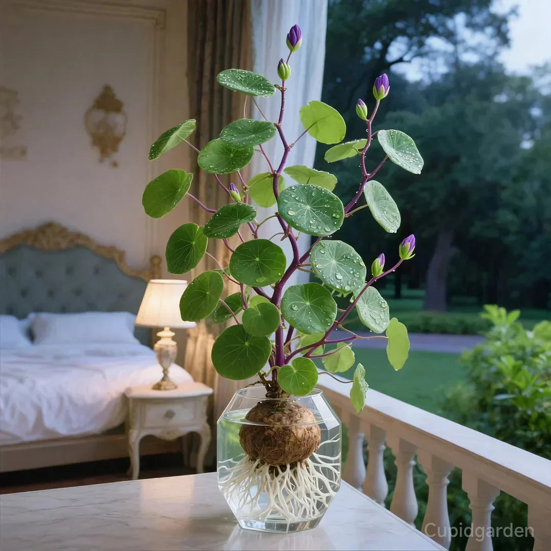 Stephania Erecta Kamerplant - Onderhoudsvriendelijke Sierplant met Uniek Caudex voor Woonkamer, Kantoor of Vensterbank